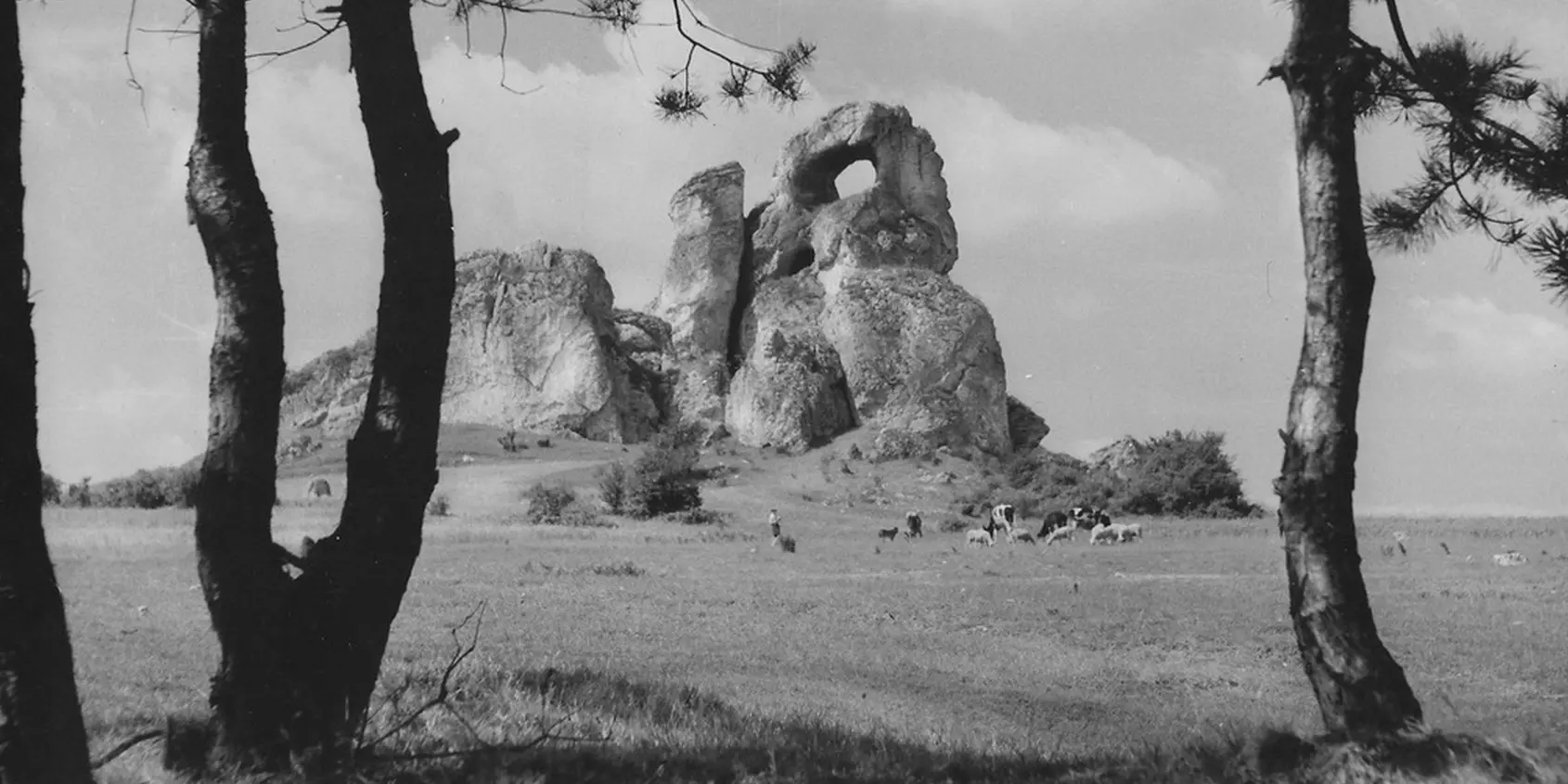 Okiennik Skarżycki Wielki